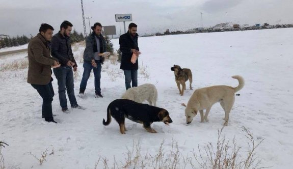 Ak gençlerden sokak hayvanlarına yardım