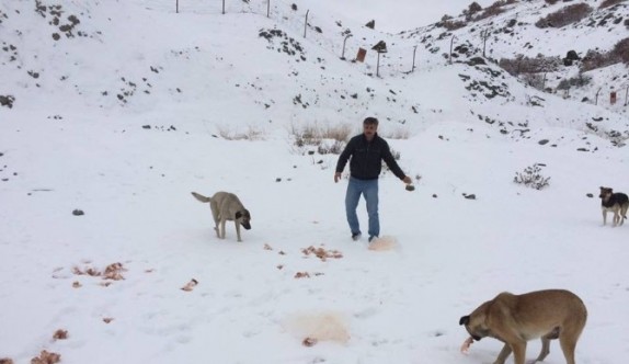 Sokak hayvanlarını unutmadılar