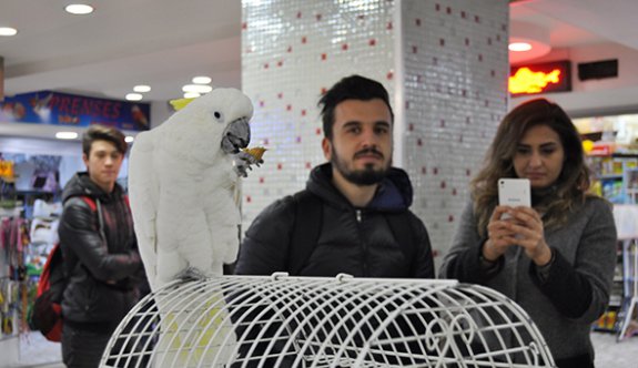 5 asgari ücret fiyatında papağan