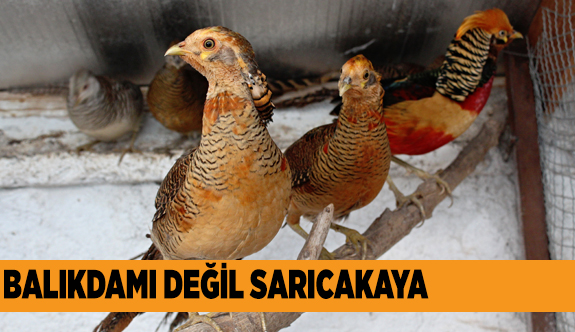 HOBİ OLARAK BAŞLADI…
