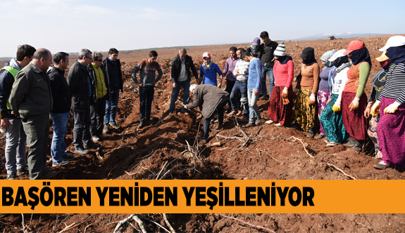 YANAN ORMAN YENİDEN AĞAÇLANDIRILIYOR