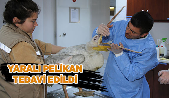 YARALI PELİKAN TEDAVİ EDİLDİ