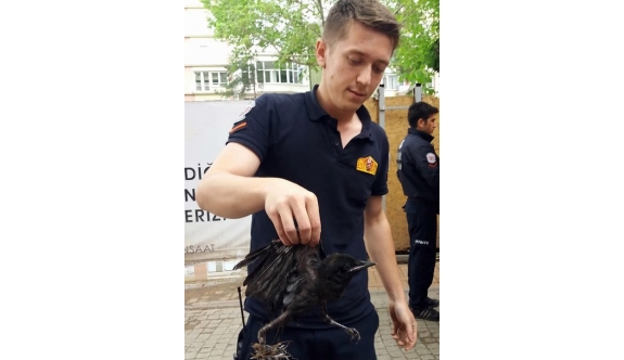 Ağaca sıkışan yaralı karga kurtarıldı