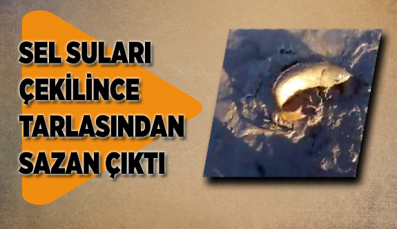 SEL SULARI ÇEKİLİNCE TARLASINDAN SAZAN ÇIKTI