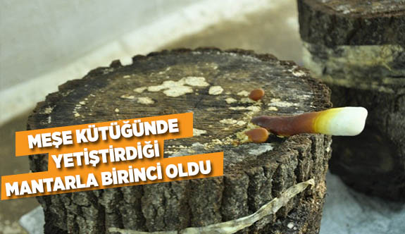 MEŞE KÜTÜĞÜNDE YETİŞTİRDİĞİ MANTARLA BİRİNCİ OLDU