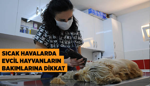 SICAK HAVALARDA EVCİL HAYVANLARIN BAKIMLARINA DİKKAT EDİN