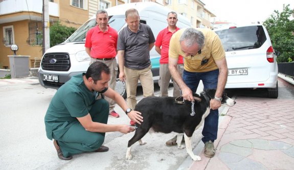 Sokak hayvanlarına aşı seferberliği