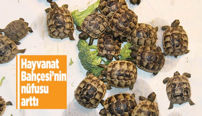 HAYVANAT BAHÇESİNİN NÜFUSU ARTTI