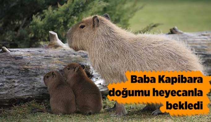 BABA KAPİBARA DOĞUMU HEYECANLA BEKLEDİ
