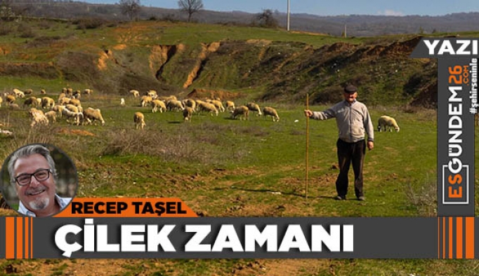 Çilek Zamanı