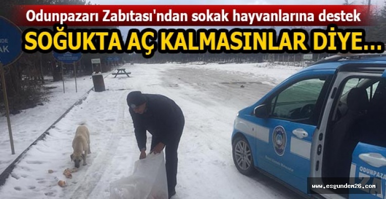 Odunpazarı Zabıtası'ndan sokak hayvanlarına destek