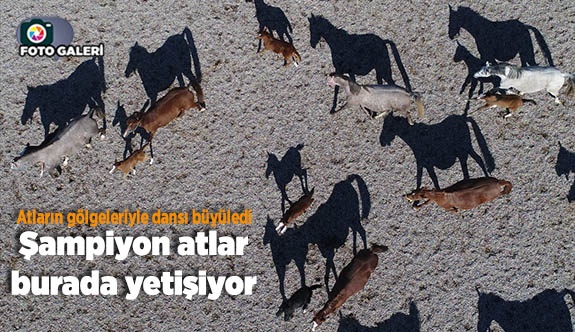 Şampiyon atlar burada yetişiyor