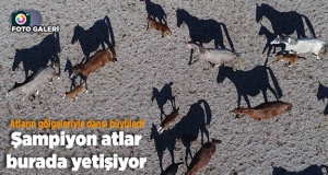 Şampiyon atlar burada yetişiyor