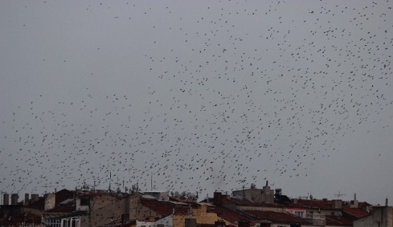 Kuşların dansı büyüledi