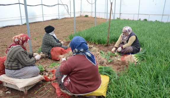 İstanbul'un yeşillik ihtiyacı Sarıcakaya'dan