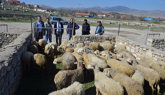 Günyüzülü çiftçilere hayvan desteği