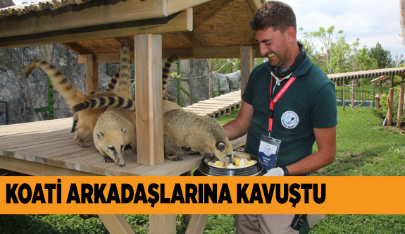 KOATİ ARKADAŞLARINA KAVUŞTU