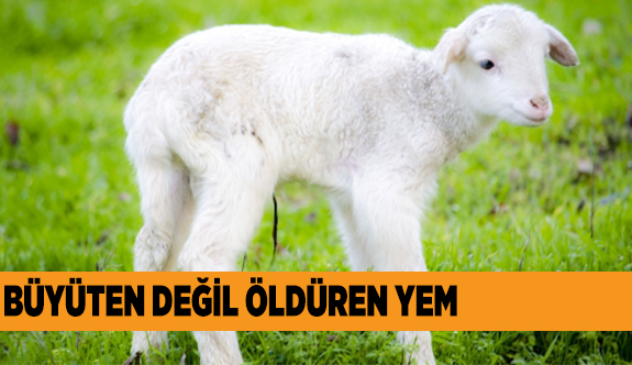 KUZULAR BÜYÜSÜN DİYE VERDİĞİ YEM PAHALIYA MAL OLDU