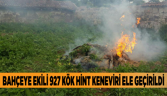 BAHÇEYE EKİLİ 927 KÖK HİNT KENEVİRİ ELE GEÇİRİLDİ