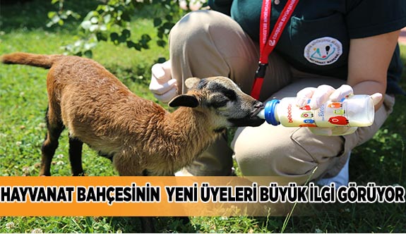 HAYVANAT BAHÇESİNDE 16 HAYVAN DÜNYAYA GELDİ