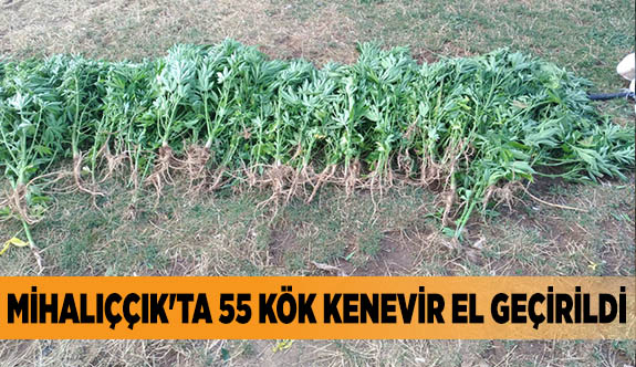 MİHALIÇÇIK'TA 55 KÖK KENEVİR EL GEÇİRİLDİ