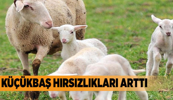 KÜÇÜKBAŞ HIRSIZLIKLARI ARTTI