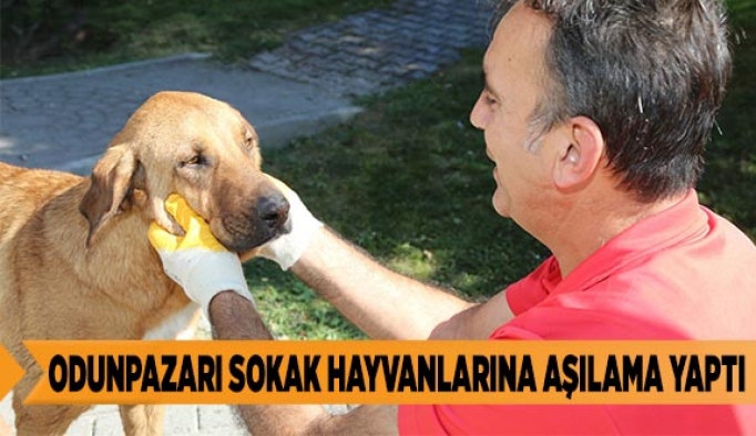 ODUNPAZARI BELEDİYESİ SOKAK HAYVANLARINA AŞILAMA YAPTI