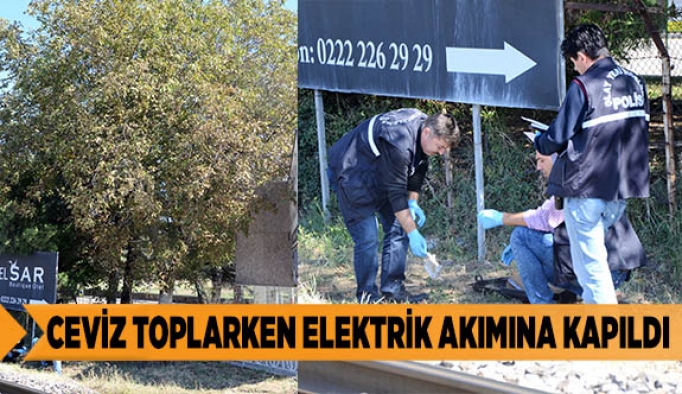 CEVİZ TOPLARKEN ELEKTRİK AKIMINA KAPILDI