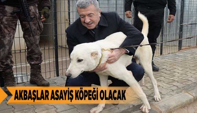 AKBAŞLAR ASAYİŞ KÖPEĞİ OLACAK