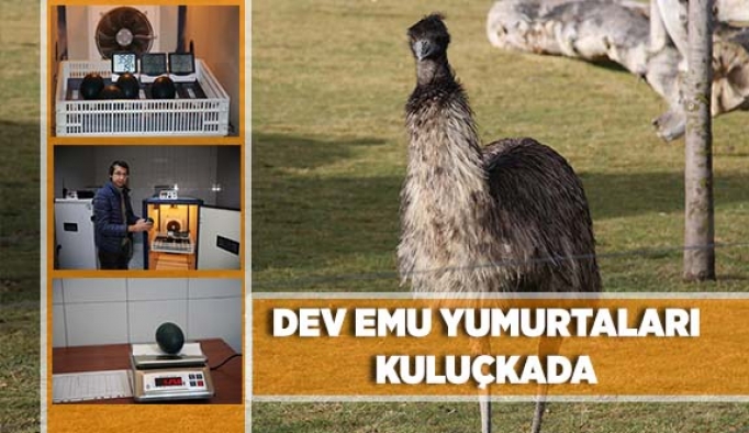 DEV EMU YUMURTALARI KULUÇKADA