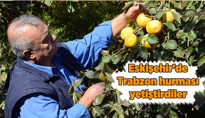 Eskişehir'de Trabzon hurması yetiştirdiler