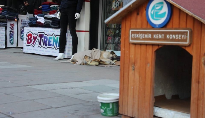 Esnaftan sokak köpeklerine şefkat