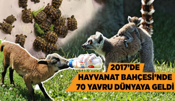 2017’DE HAYVANAT BAHÇESİ’NDE 70 YAVRU