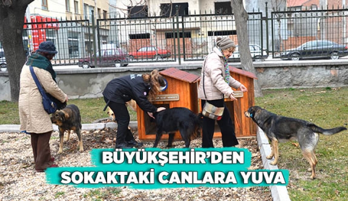 BÜYÜKŞEHİR’DEN SOKAKTAKİ CANLARA YUVA