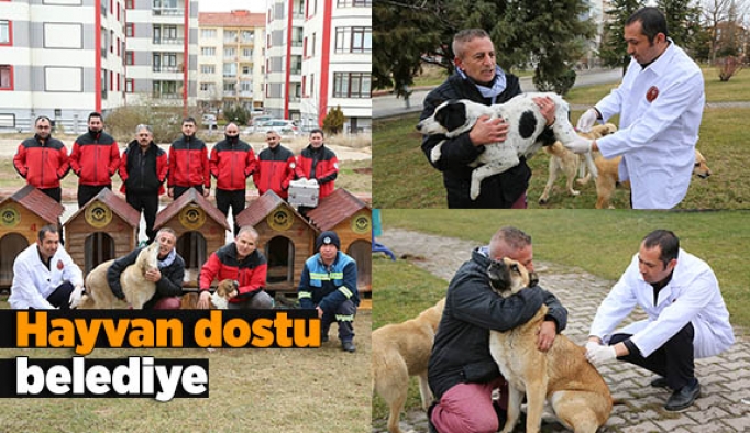 Hayvan dostu belediye