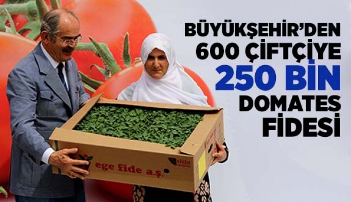 BÜYÜKŞEHİR’DEN 600 ÇİFTÇİYE 250 BİN DOMATES FİDESİ