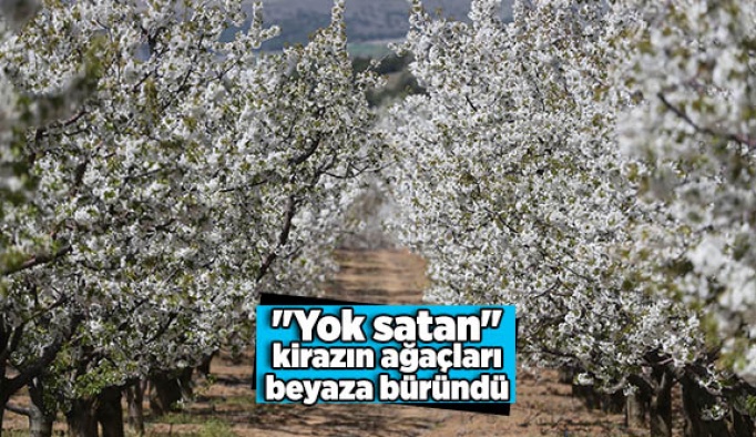 "Yok satan" kirazın ağaçları beyaza büründü