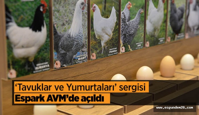 ‘Tavuklar ve Yumurtaları’ sergisi açıldı