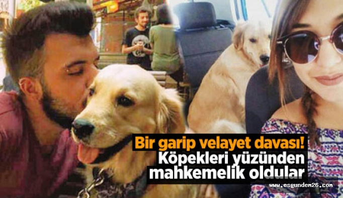 Ayrılan sevgililer köpeklerini paylaşamıyor!