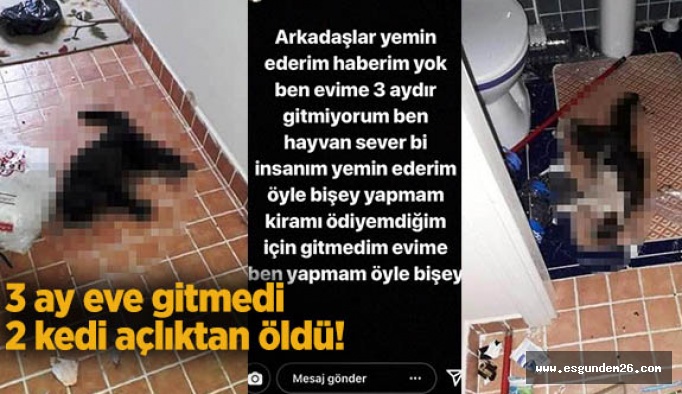 3 ay eve gitmedi, 2 kedi açlıktan öldü!