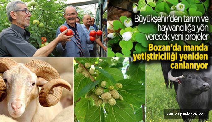 Büyükşehir’den Bozanlı çiftçiye damızlık manda desteği