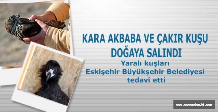 KARA AKBABA VE ÇAKIR KUŞU DOĞAYA SALINDI