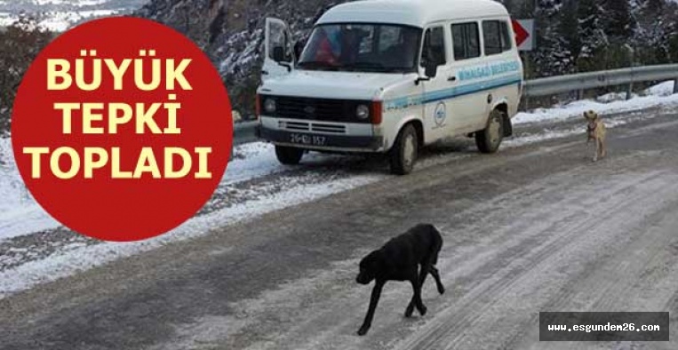 MİHALGAZİ BELEDİYESİ KÖPEKLERİ ÖLÜME BIRAKTI