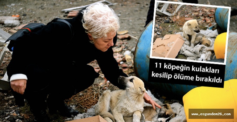 ÖLÜME TERK EDİLEN 11 KÖPEK KURTARILDI