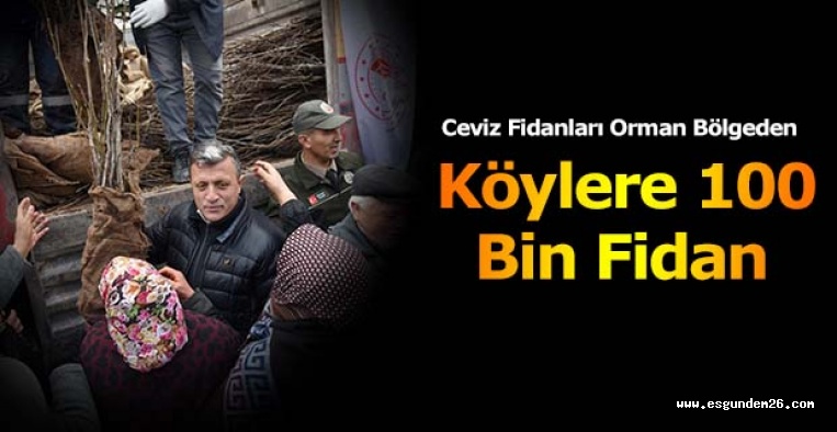 Ceviz Fidanları Orman Bölgeden