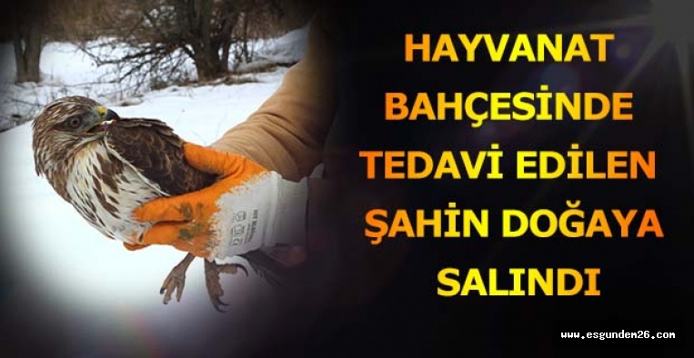 HAYVANAT BAHÇESİ’NDE  TEDAVİ EDİLEN ŞAHİN DOĞAYA SALINDI