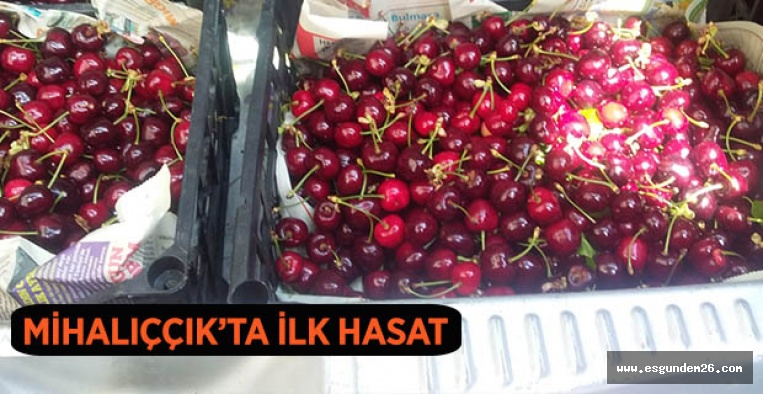 Mihalıççık’ta ilk hasat