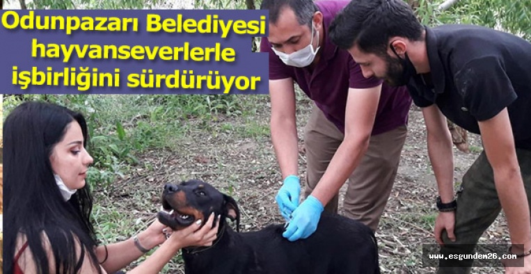 Odunpazarı Belediyesi hayvanseverlerle işbirliğini sürdürüyor