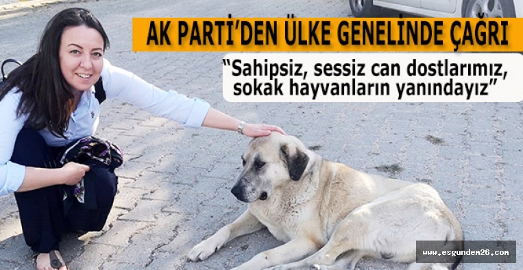 “Sahipsiz, sessiz can dostlarımız, sokak hayvanların yanındayız”