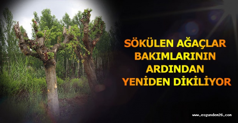 SÖKÜLEN AĞAÇLAR  BAKIMLARININ ARDINDAN  YENİDEN DİKİLİYOR